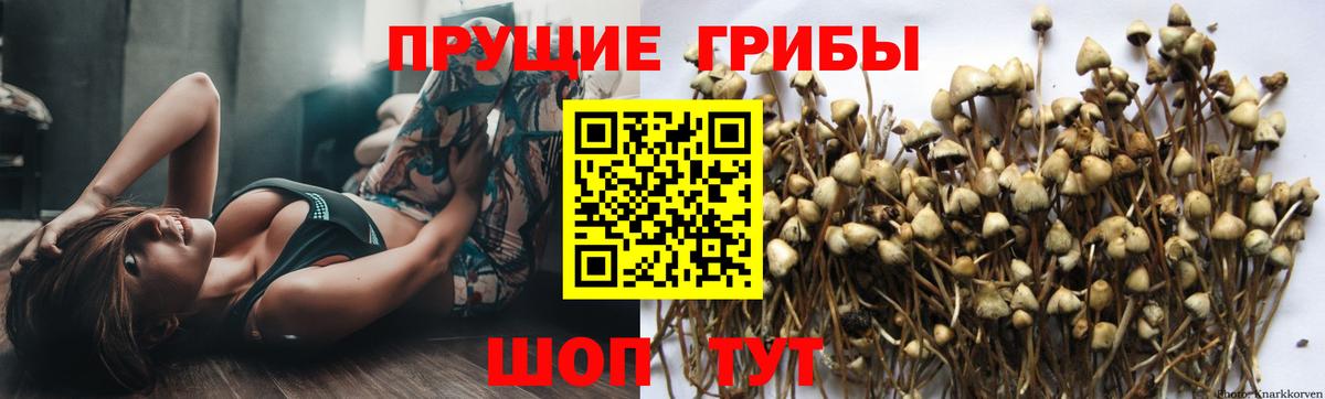 Псилоцибиновые грибы мицелий  Галлюциногенные грибы Psilocybine cubensis  Вход с VPN  наркота  Нефтекамск 
